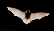 11455 Pipistrelle Bat5
