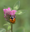 7 spot ladybird on red clover