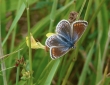 Common Blue 2019 Abbie Marland