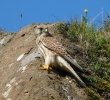 Kestrel 2019 A Marland