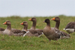 Pink footed goose2