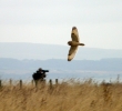 SE Owl photo AM