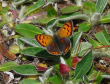 Small copper