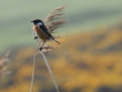 Stonechat