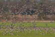 a flurry of pink feet 1