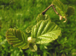 alder leaves