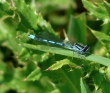 azure damsel fly male