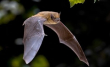 bat