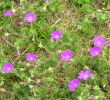 bloody cranesbills