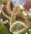 brittlestar