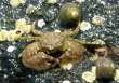 broad clawed porcelain crab2