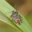 bronze shieldbug
