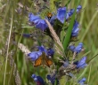 bugloss with skipper c.am