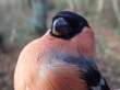 bullfinch male.2