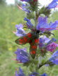 burnet moth