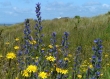 coastal flora and fidra lighthouse