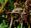 common lizard whitecastle1