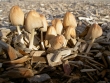 coprinus fungi out of bark mulch