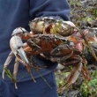 crab