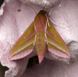 elephant hawkmoth2