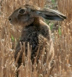 hare1