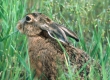 hare3