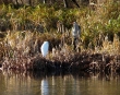 heron and egretAM