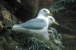 kittiwakes
