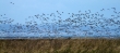 pink feet geese landing en masse