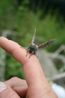 poplar hawk moth on finger
