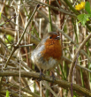 robin singing AM2