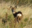 roe AM