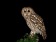 tawny