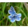 common blue males x2
