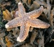 starfish3